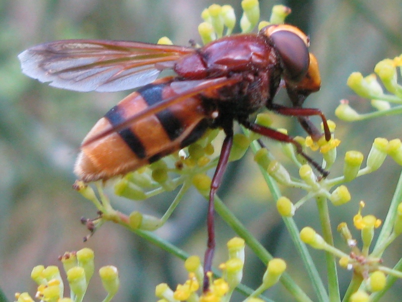 Volucella zonaria (Syrphidae)